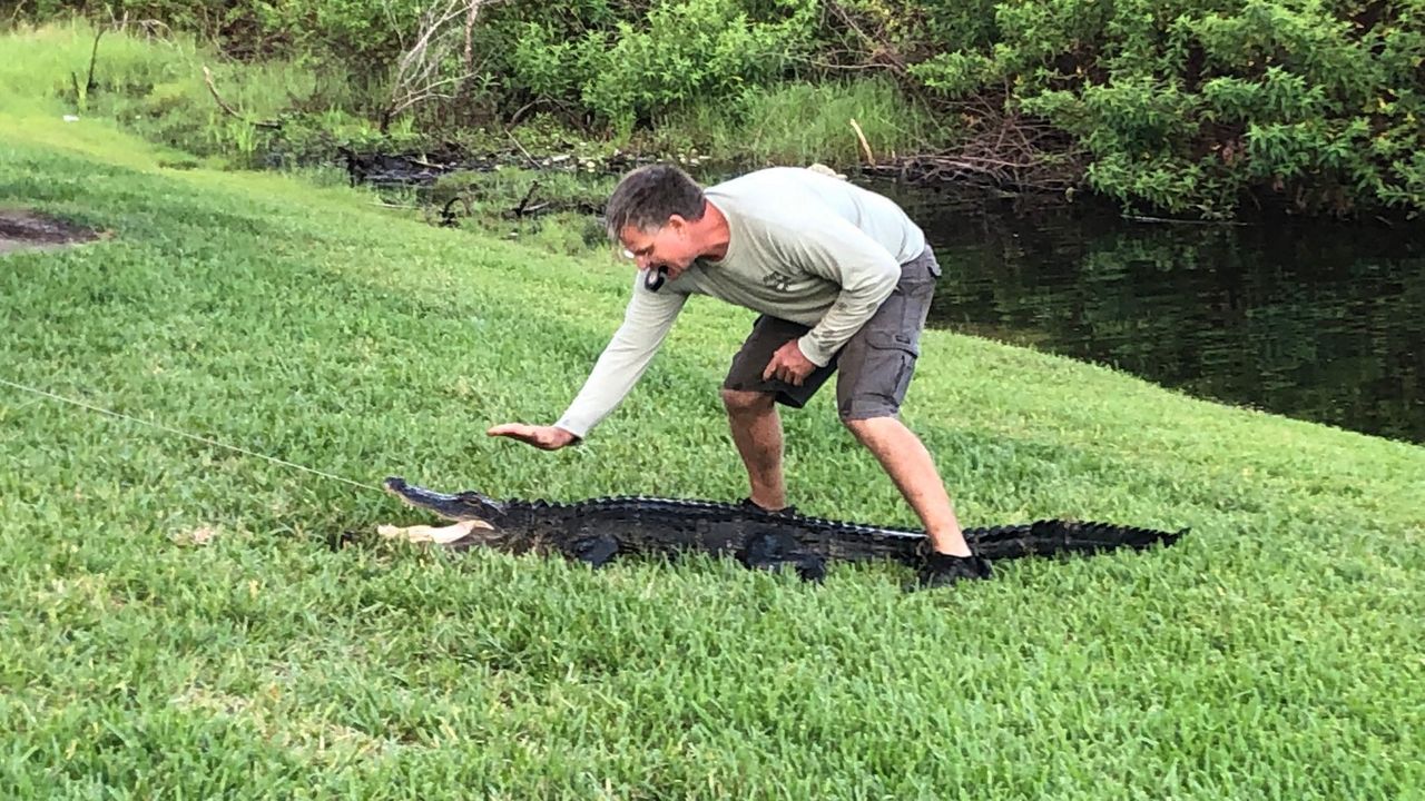 Woman attacked by alligator while walking dog in Palm Harbor